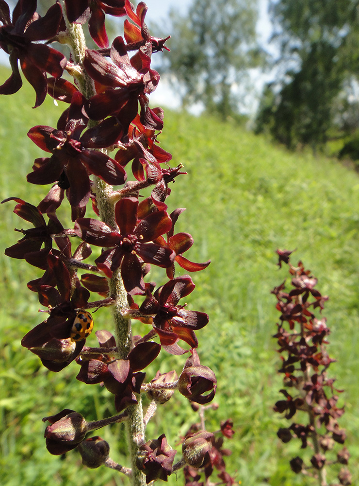 Изображение особи Veratrum nigrum.