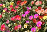 Portulaca grandiflora. Верхушки цветущих растений. Восточный Казахстан, г. Усть-Каменогорск, клумба в парке, в культуре. 29.07.2012.