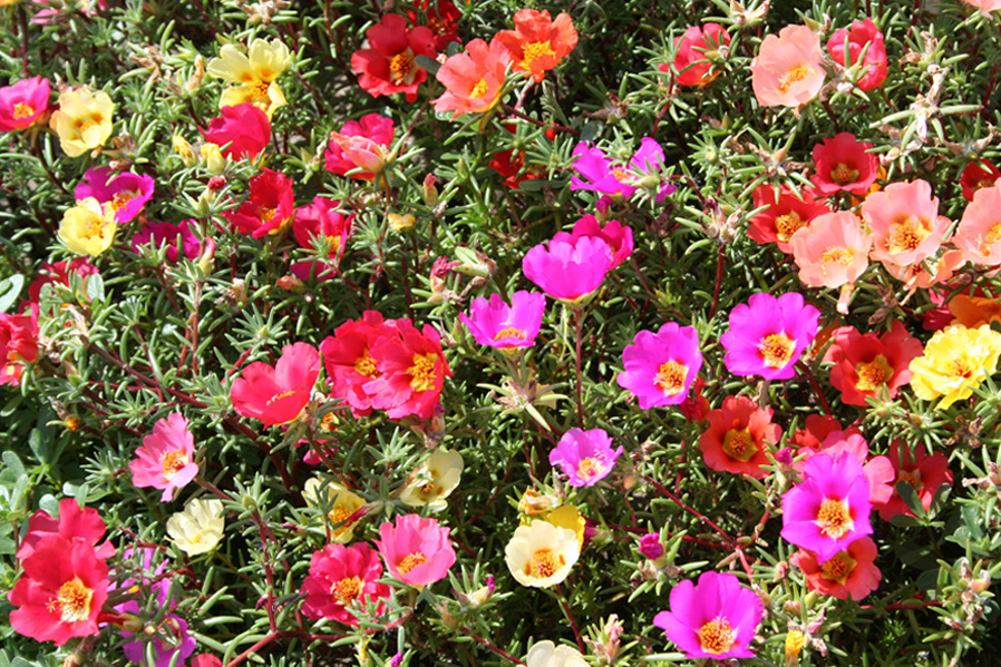 Изображение особи Portulaca grandiflora.