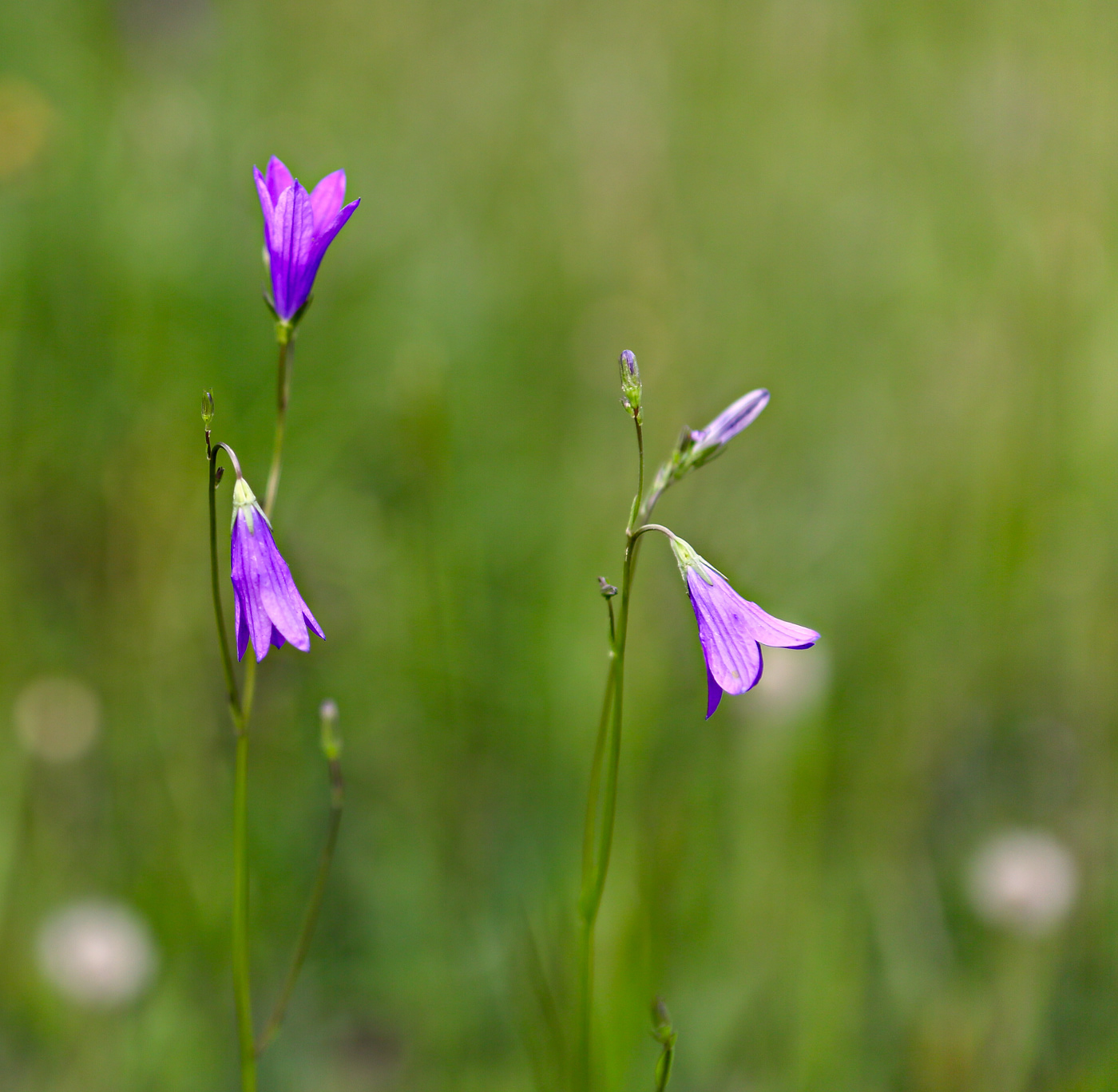 Изображение особи Campanula patula.