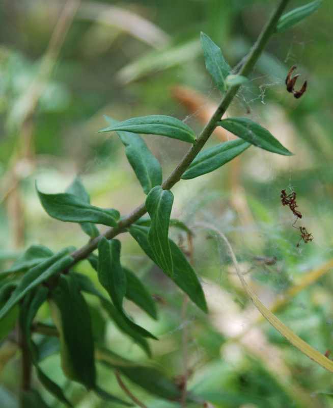 Image of genus Hieracium specimen.