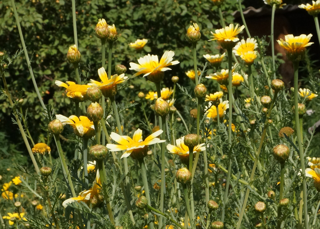 Изображение особи Glebionis coronaria.