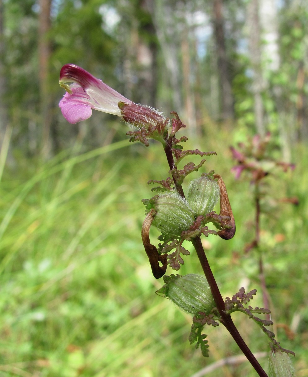 Изображение особи Pedicularis palustris.