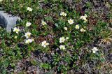 genus Dryas. Цветущие растения. Бурятия, Окинский р-н, перевал Черби, ≈ 2400 м н.у.м., горная тундра. 10.07.2015.