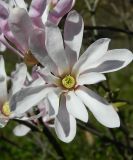 Magnolia stellata