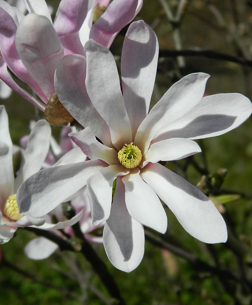 Изображение особи Magnolia stellata.