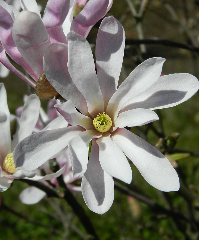 Image of Magnolia stellata specimen.