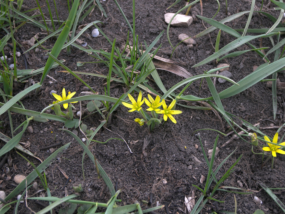 Image of Gagea germainae specimen.