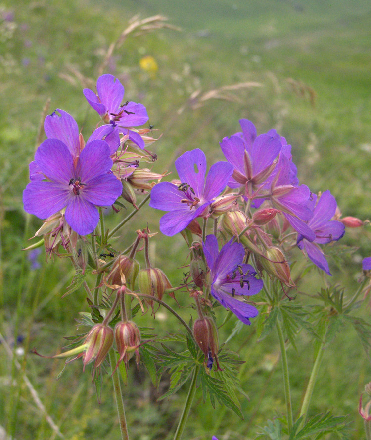 Изображение особи Geranium ruprechtii.