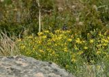 Youngia подвид altaica