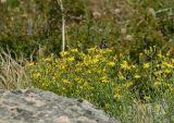 Youngia tenuifolia ssp. altaica