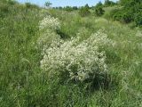 Crambe tataria. Цветущее растение на склоне оврага. Белгородская обл., Губкинский р-н, запов. «Белогорье», Ямская степь. 11 июня 2009 г.