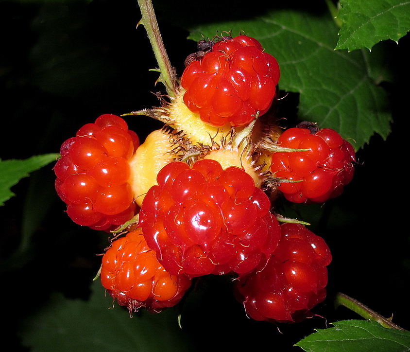 Image of Rubus crataegifolius specimen.