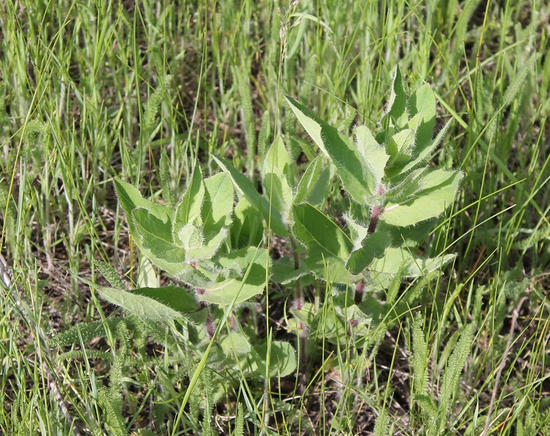 Image of Hieracium virosum specimen.