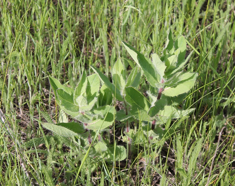 Изображение особи Hieracium virosum.