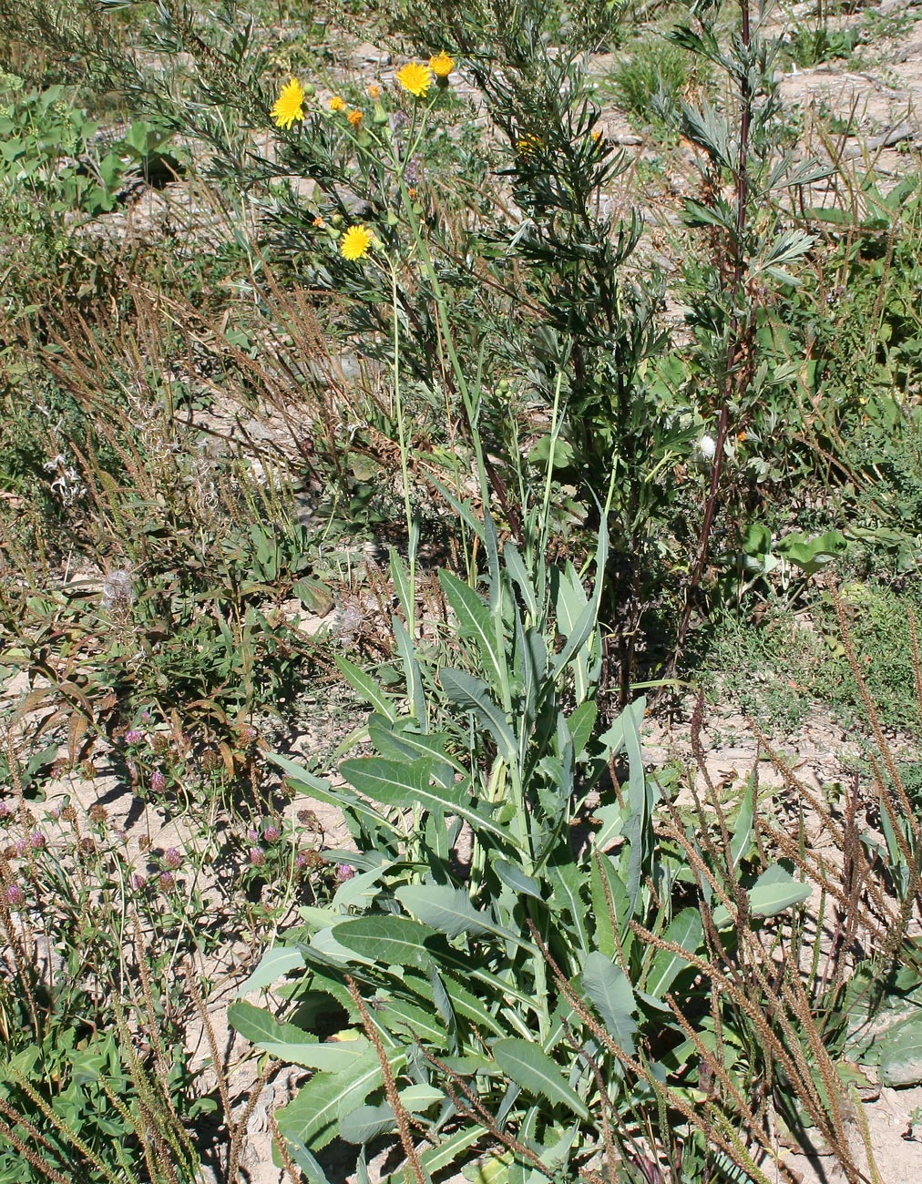 Изображение особи Sonchus arvensis.