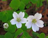 Oxalis acetosella