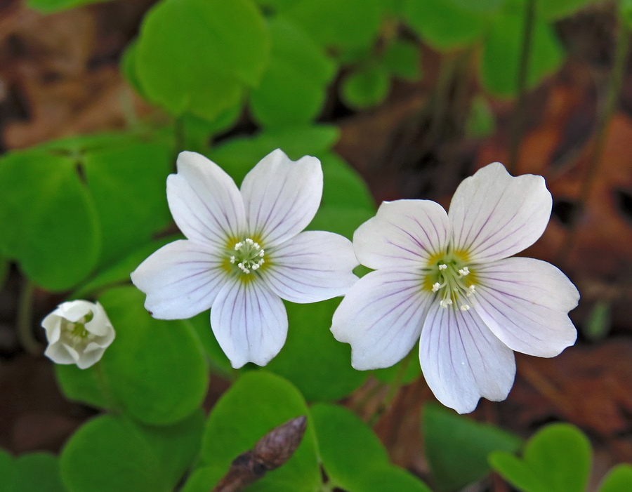 Изображение особи Oxalis acetosella.