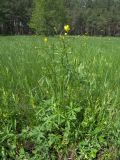 Ranunculus acris