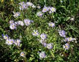 Aster amellus. Цветущее растение (вид сверху). Украина, Хмельницкая обл., Каменец-Подольский р-н, Национальный природный парк \"Товтры\", западнее с. Гораевка, верхняя часть склона к р. Днестр. 20 августа 2008 г.