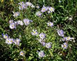 Aster amellus