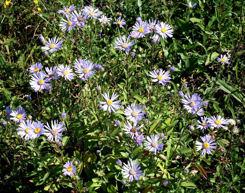 Изображение особи Aster amellus.