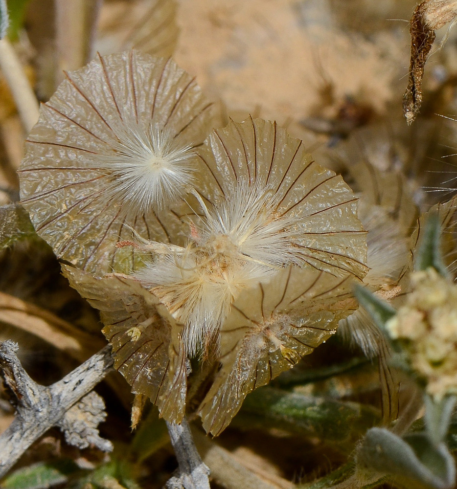 Изображение особи Lomelosia porphyroneura.