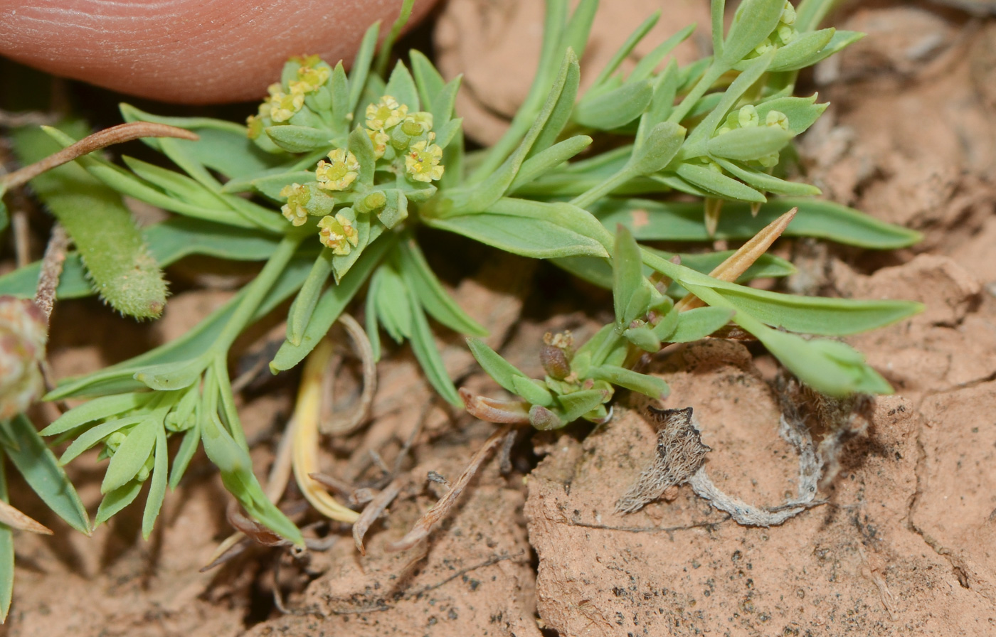 Изображение особи Bupleurum semicompositum.