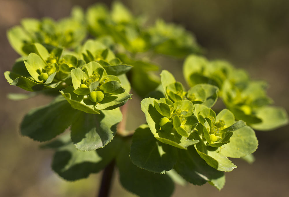 Изображение особи Euphorbia helioscopia.