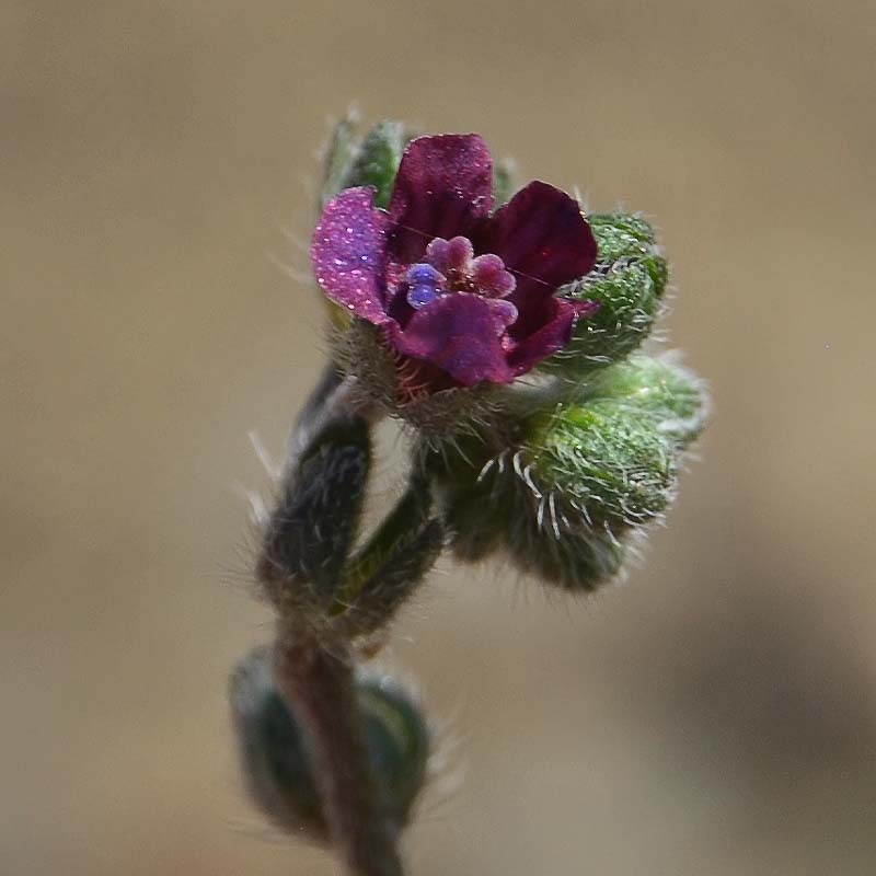 Изображение особи Paracaryum strictum.