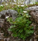 Saxifraga irrigua