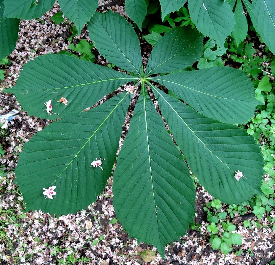 Image of Aesculus hippocastanum specimen.