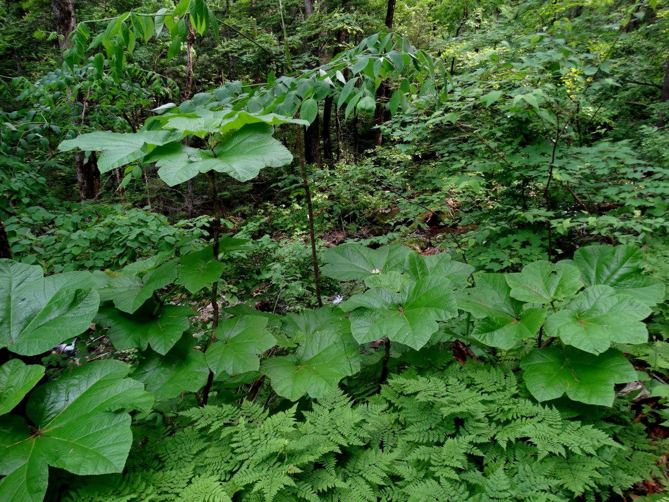 Изображение особи Oplopanax elatus.