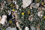 Potentilla moorcroftii