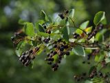 Amelanchier spicata. Ветвь со зрелыми плодами. Ленинградская обл., ст. Карташевская, в культуре. 15.08.2009.