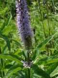 Veronicastrum sibiricum. Часть соцветия. Приморье, окр. г. Находка, мыс Тунгус, на склоне сопки. 02.07.2016.