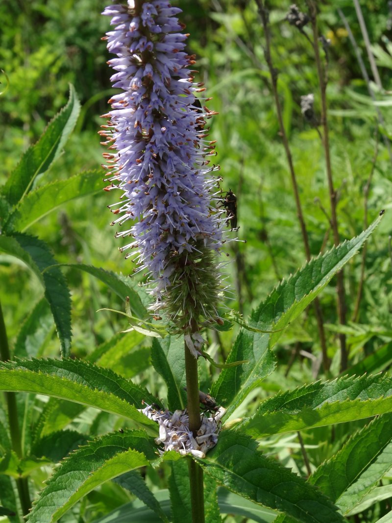 Изображение особи Veronicastrum sibiricum.