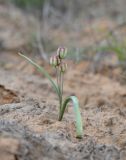 Tulipa biflora