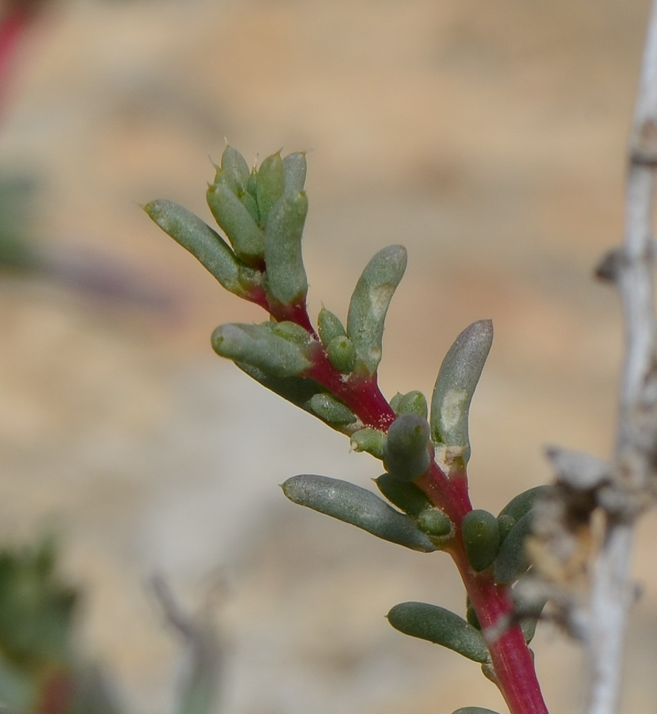 Image of Halogeton alopecuroides specimen.