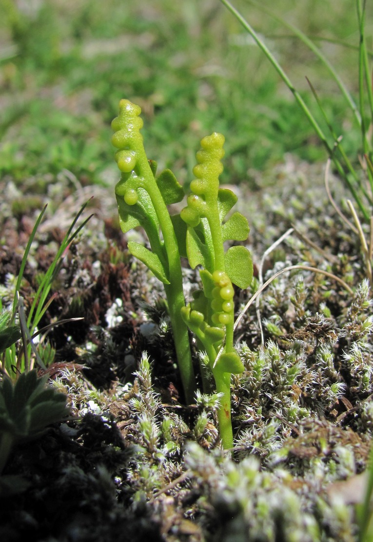 Image of Botrychium lunaria specimen.