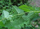 Calystegia silvatica. Часть побега (видны листья снизу). Краснодарский край, Абинский р-н, лес у р. Бол. Хабль. 06.07.2016.