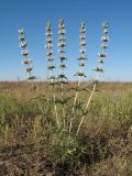 Phlomoides septentrionalis. Цветущее растение. Казахстан, Южное Прибалхашье, южная кромка пустыни Таукум, зарастающий такыр. 19 мая 2016 г.