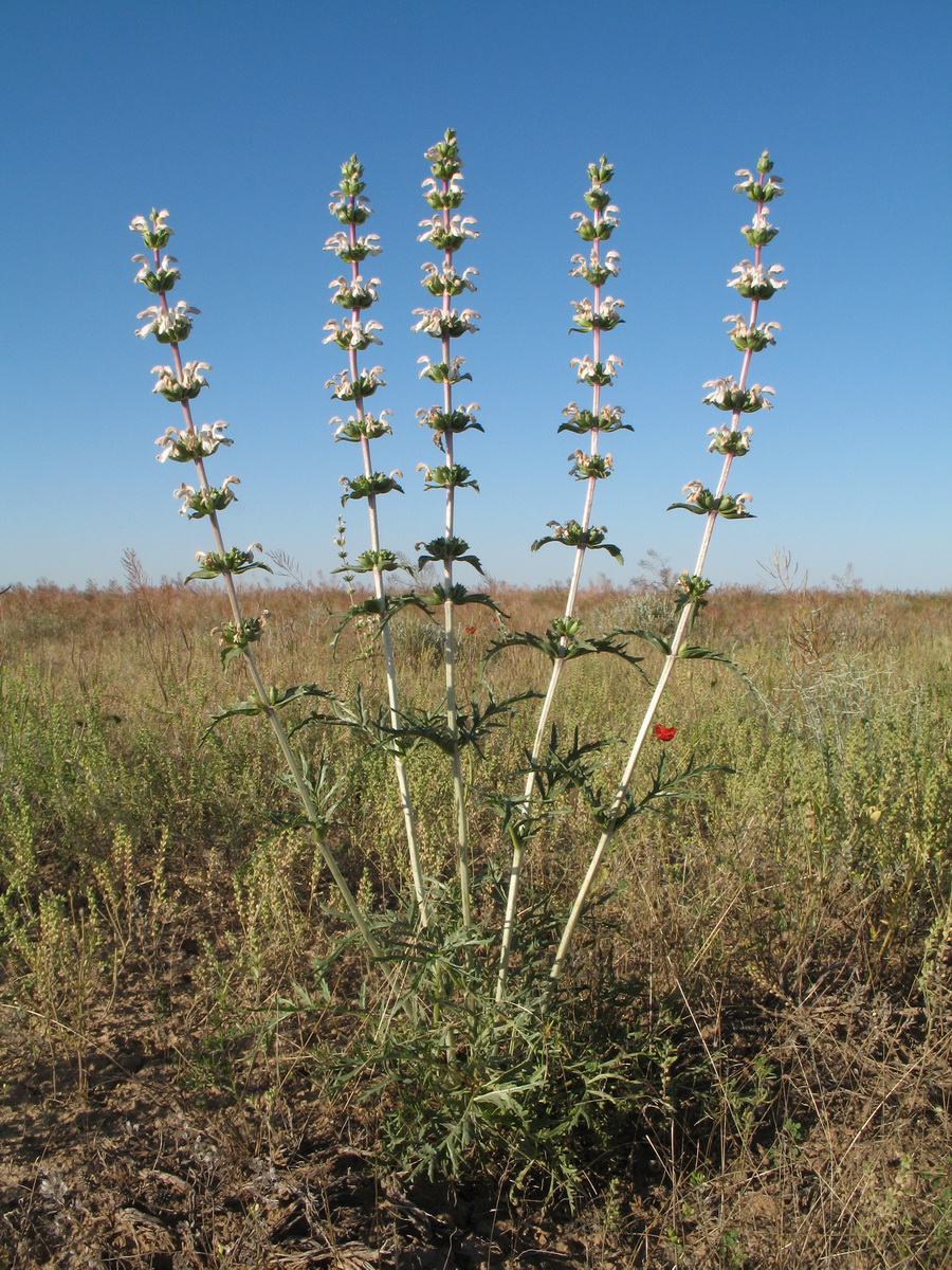 Image of Phlomoides septentrionalis specimen.