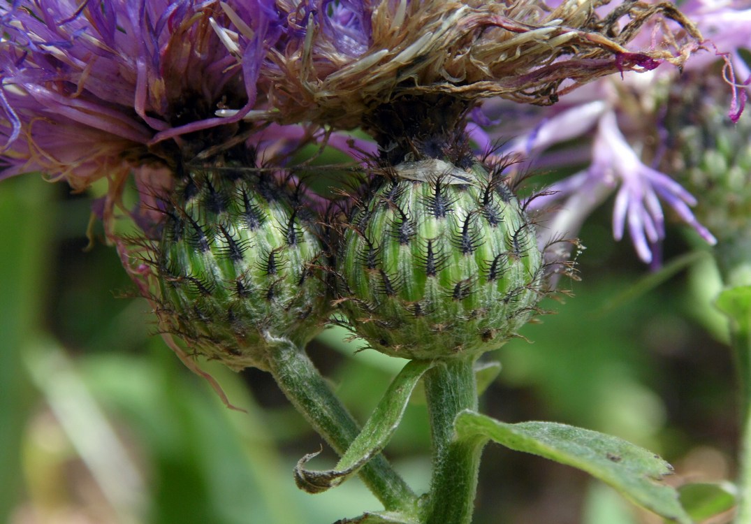 Image of Centaurea abbreviata specimen.