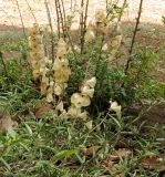 Moluccella laevis. Плодоносящее растение. Израиль, Нижняя Галилея, г. Верхний Назарет, пустырь между домами. 08.08.2016.