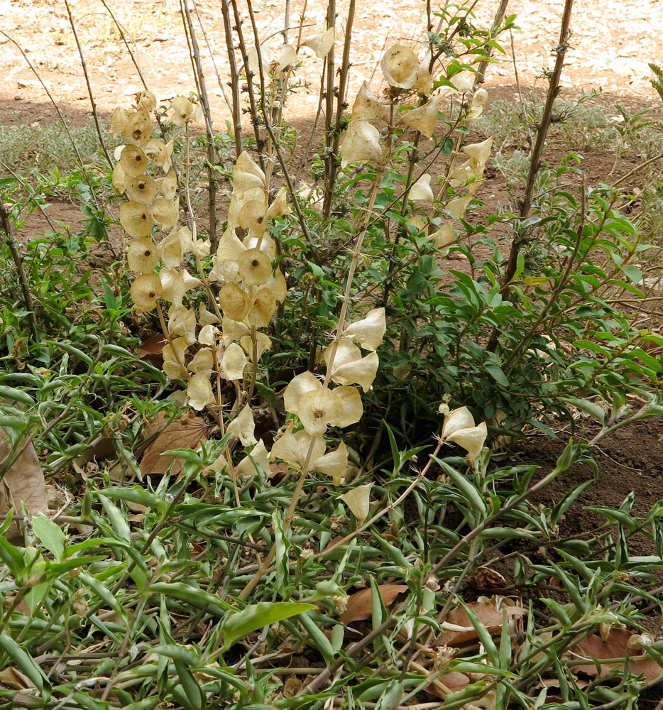 Изображение особи Moluccella laevis.