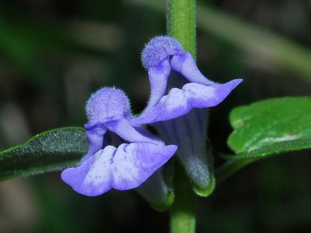 Изображение особи Scutellaria galericulata.