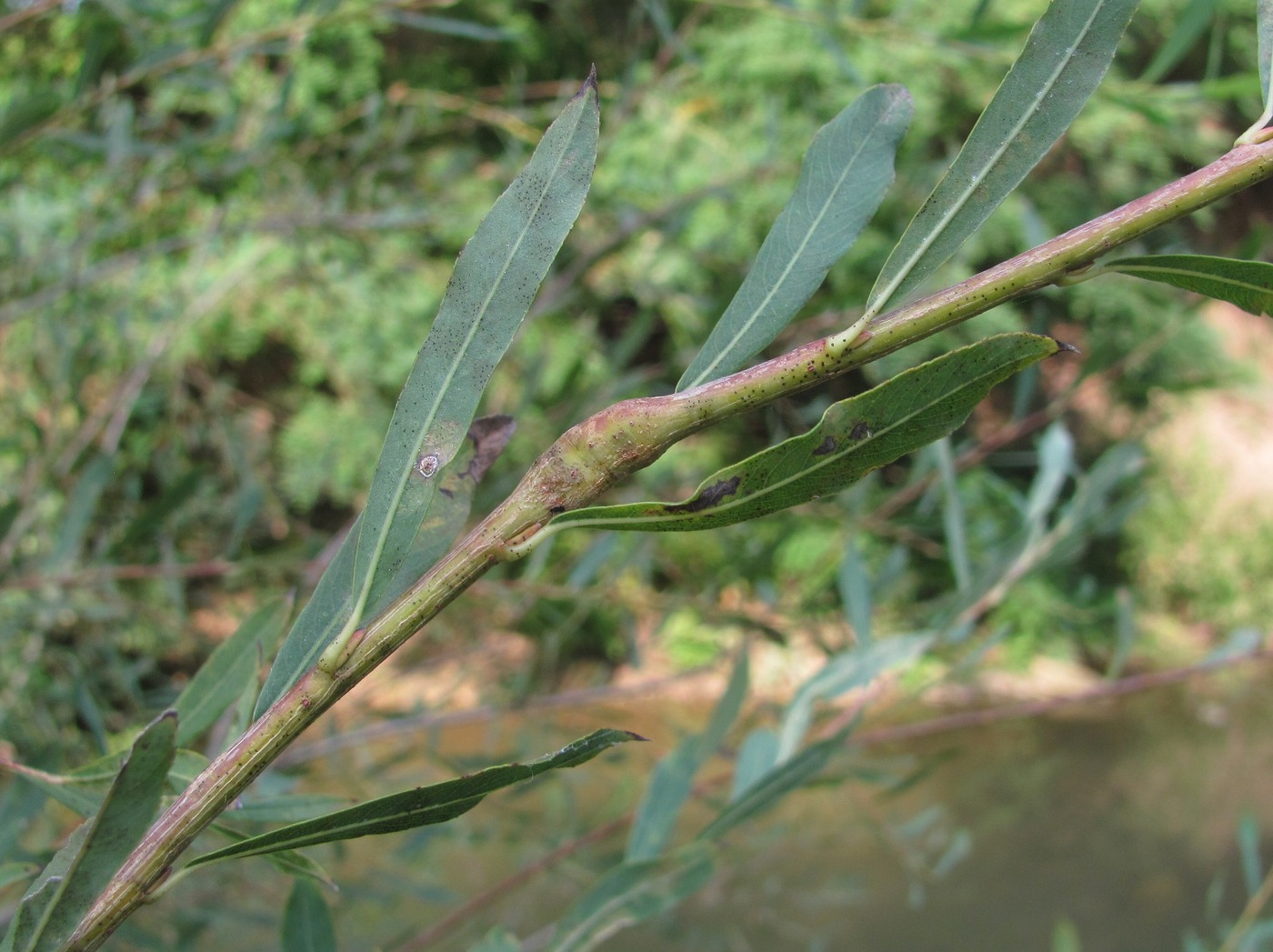 Image of Salix elbursensis specimen.