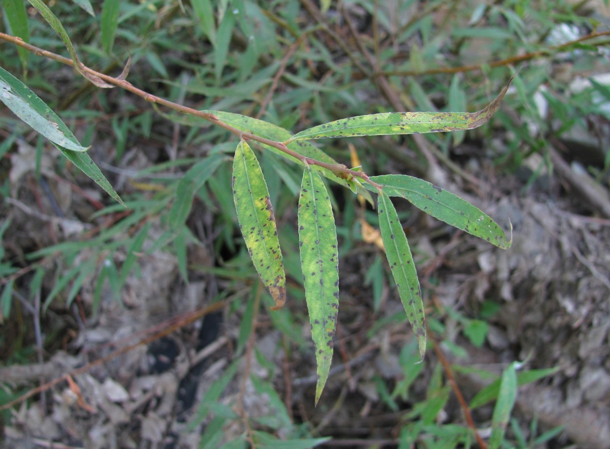 Изображение особи Salix alba.