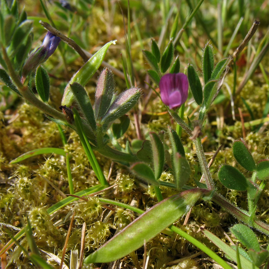 Image of Vicia lathyroides specimen.